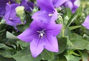 Ballonblume