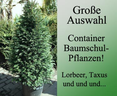 Baumschul-Pflanzen
