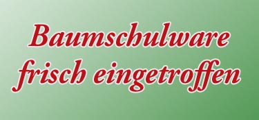 Vergissmeinicht