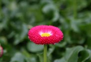 Bellis