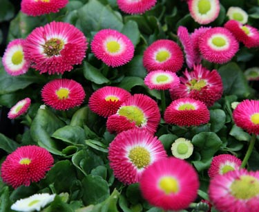 Bellis