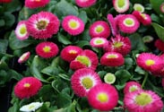 Bellis