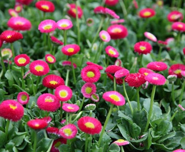 Bellis