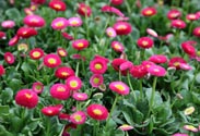 Bellis