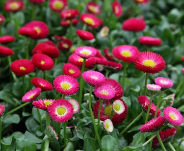 Bellis