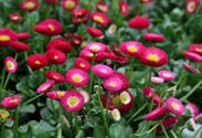 Bellis