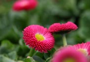 Bellis