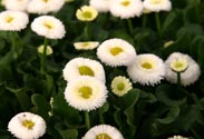 Bellis
