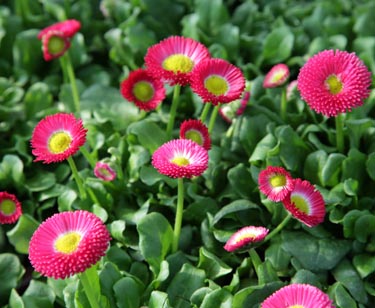 Bellis