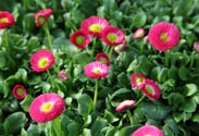 Bellis
