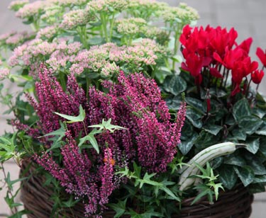 Kalanchoe