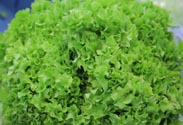 Bionda-Salat