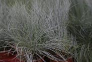 Blauschwingel
