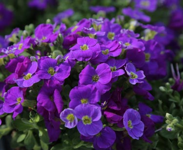 Blaukissen