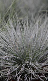 Blauschwingel
