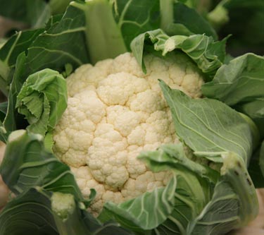 Blumenkohl