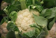 Blumenkohl