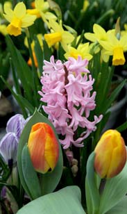 Blumenzwiebel-Mix