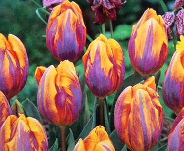 Blumenzwiebel-Mix