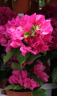 Bougainvillea