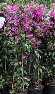 Bouganvillea