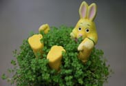 Bubi mit Hase