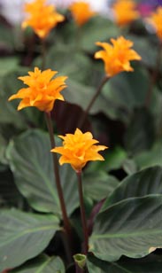 Calathea