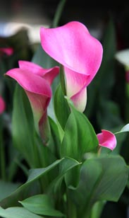 Calla