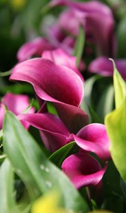 Calla