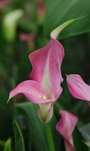Calla