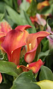 Calla