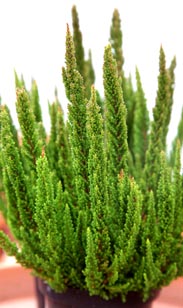 Calluna Sky-Line