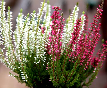 Calluna Twin Girls