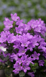 Campanula