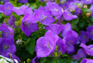 Campanula