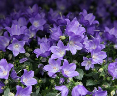 Campanula