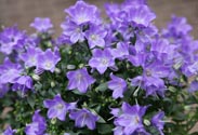 Campanula