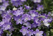 Campanula