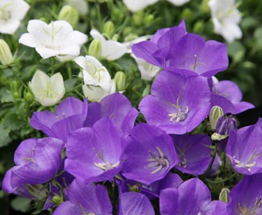 Campanula