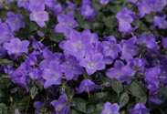 Campanula