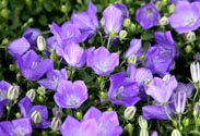 Campanula