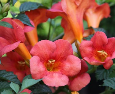 Campsis