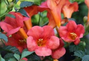 Campsis