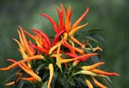 Capsicum