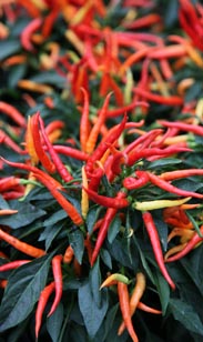 Capsicum