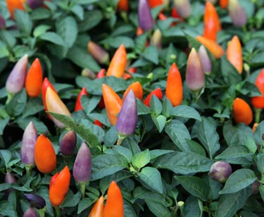 Capsicum