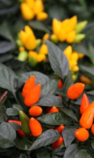 Capsicum