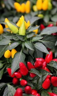 Capsicum