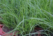 Carex-Gras