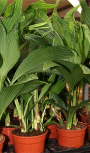 Jungle Drum